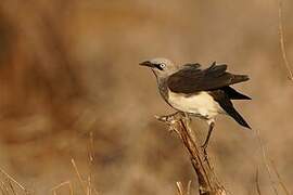 Fischer's Starling