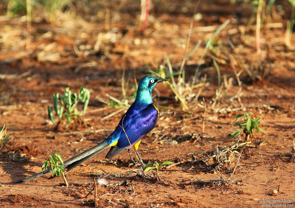 Golden-breasted Starlingadult