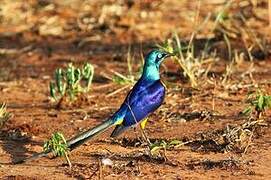 Golden-breasted Starling