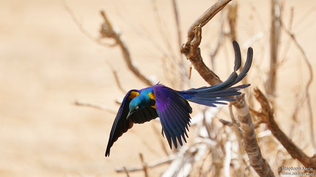 Golden-breasted Starlingadult