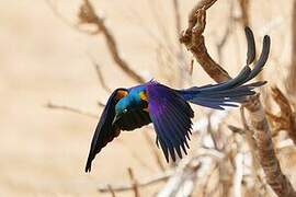 Golden-breasted Starling