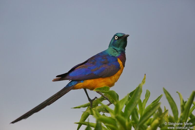 Golden-breasted Starlingadult