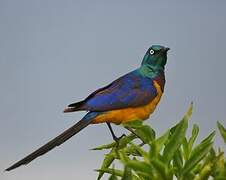 Golden-breasted Starling