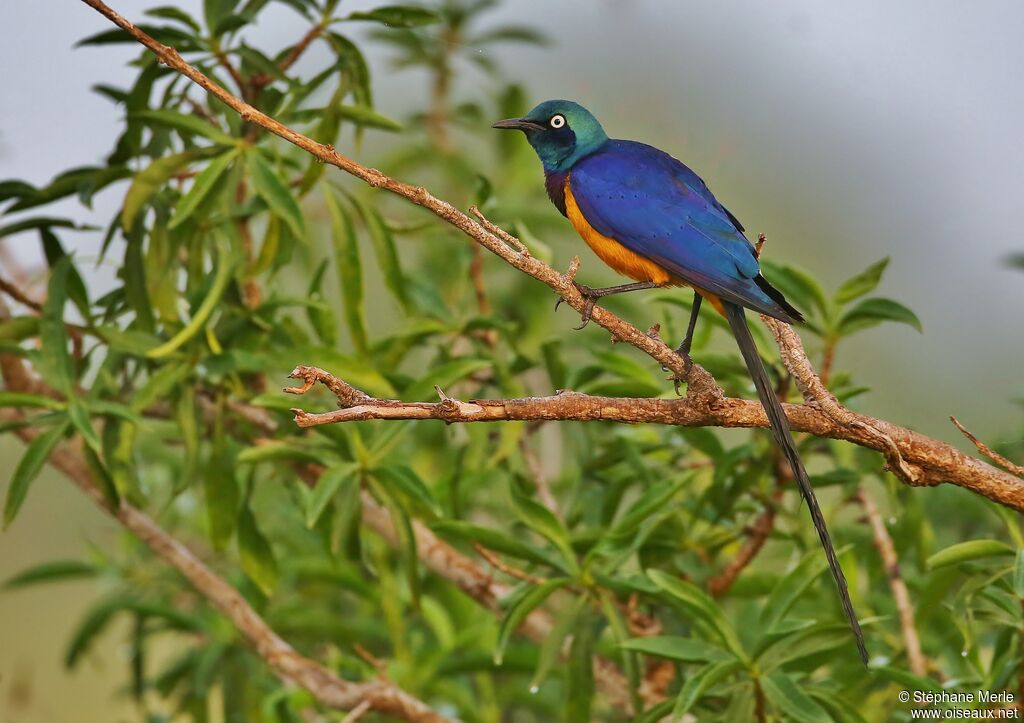 Golden-breasted Starlingadult