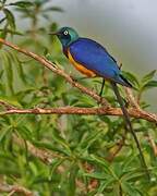 Golden-breasted Starling