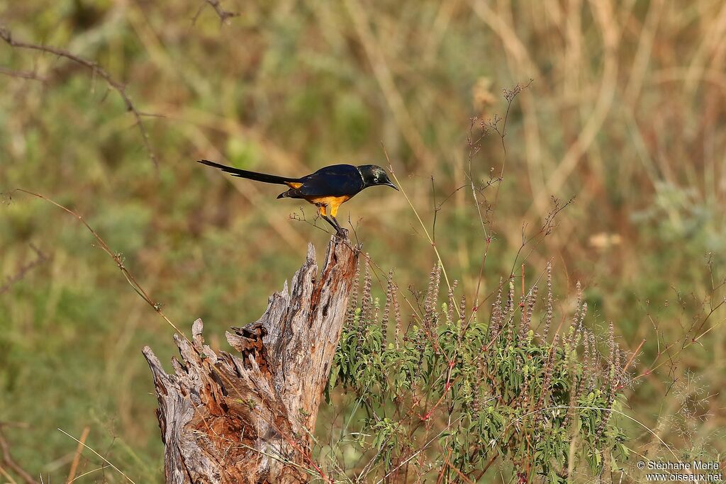 Golden-breasted Starlingadult