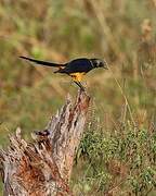 Golden-breasted Starling