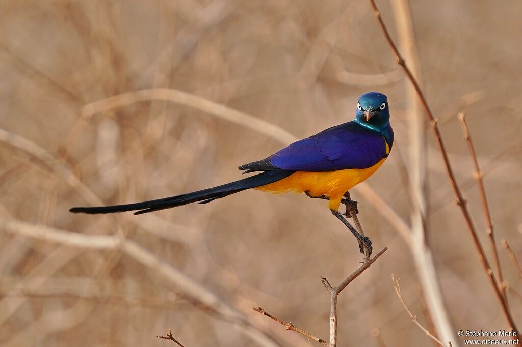 Golden-breasted Starlingadult