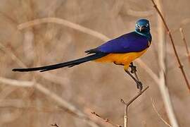 Golden-breasted Starling