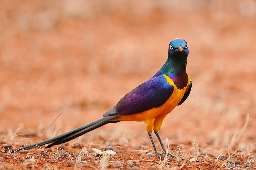 Golden-breasted Starlingadult