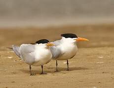 West African Crested Tern