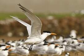 West African Crested Tern