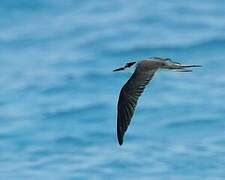 Bridled Tern