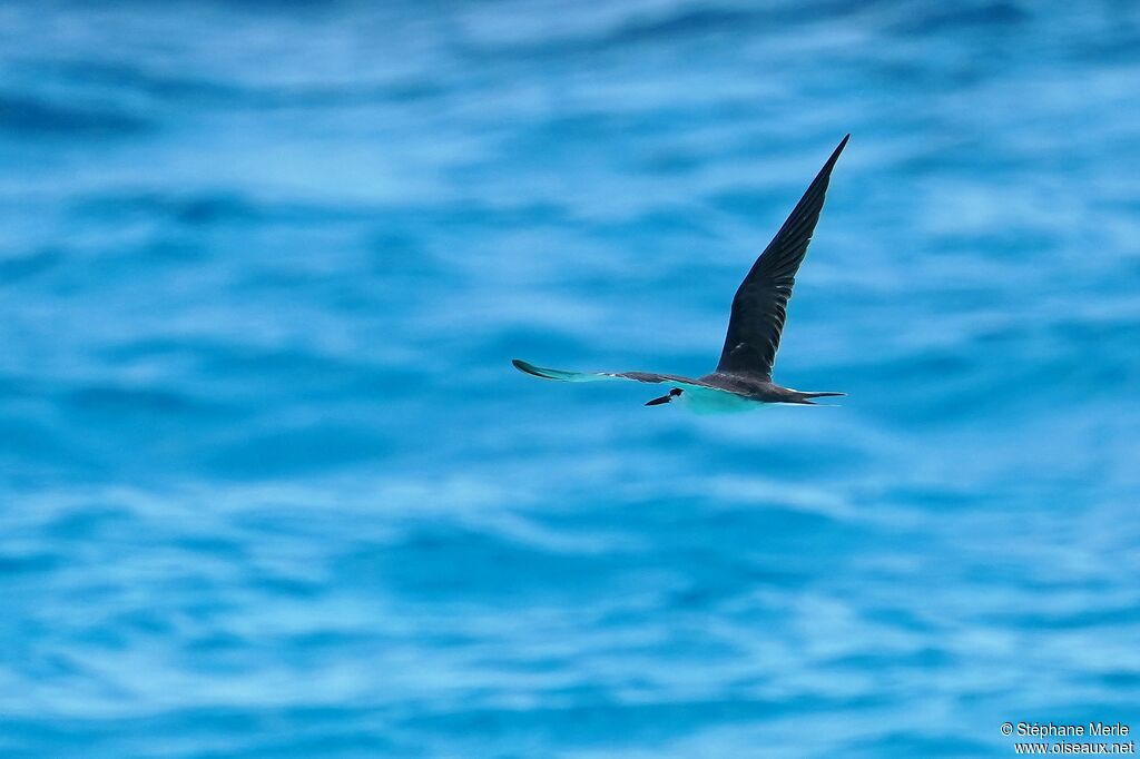 Bridled Tern