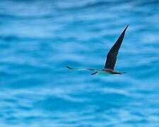 Bridled Tern