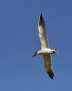 Caspian Tern