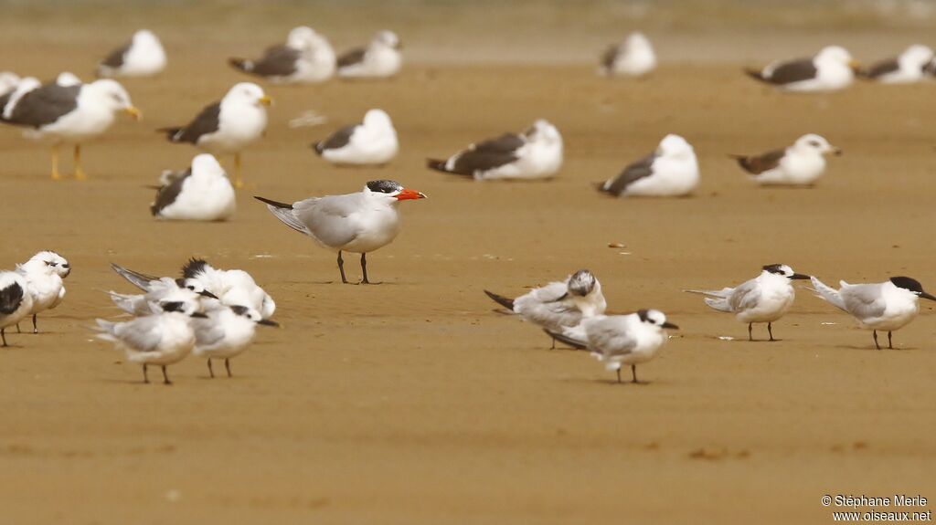 Caspian Tern