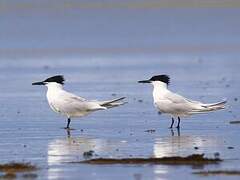 Sandwich Tern