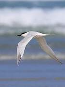 Sandwich Tern