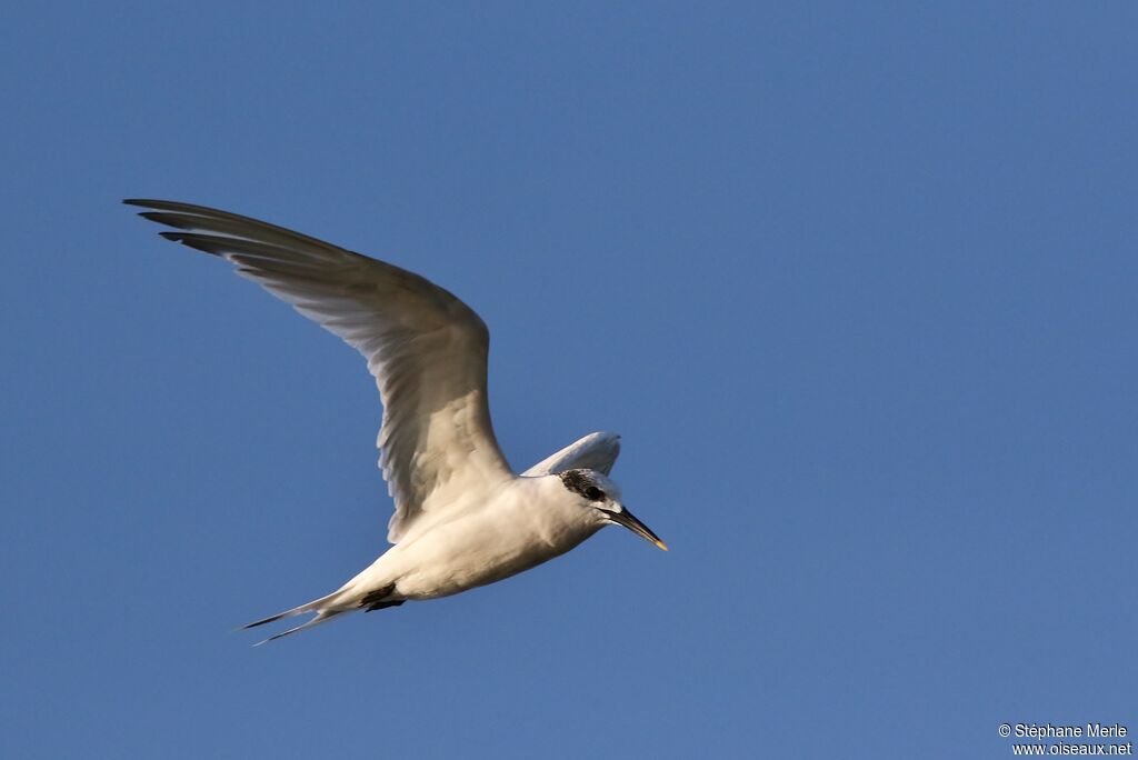 Sandwich Tern