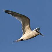 Sandwich Tern