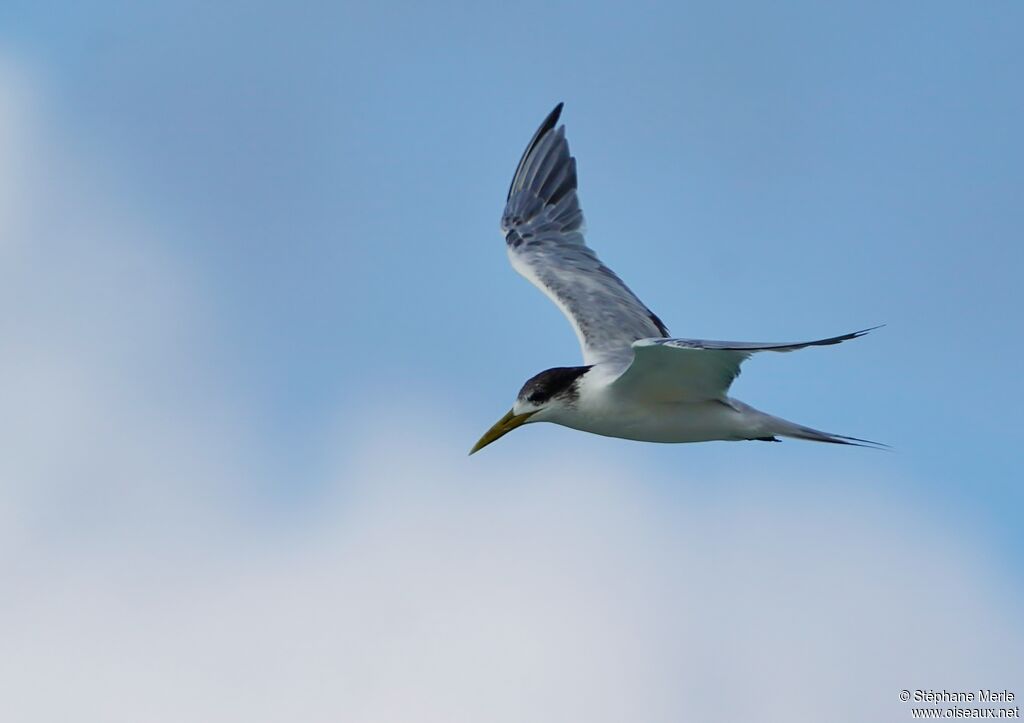 Saunders's Tern