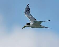 Saunders's Tern