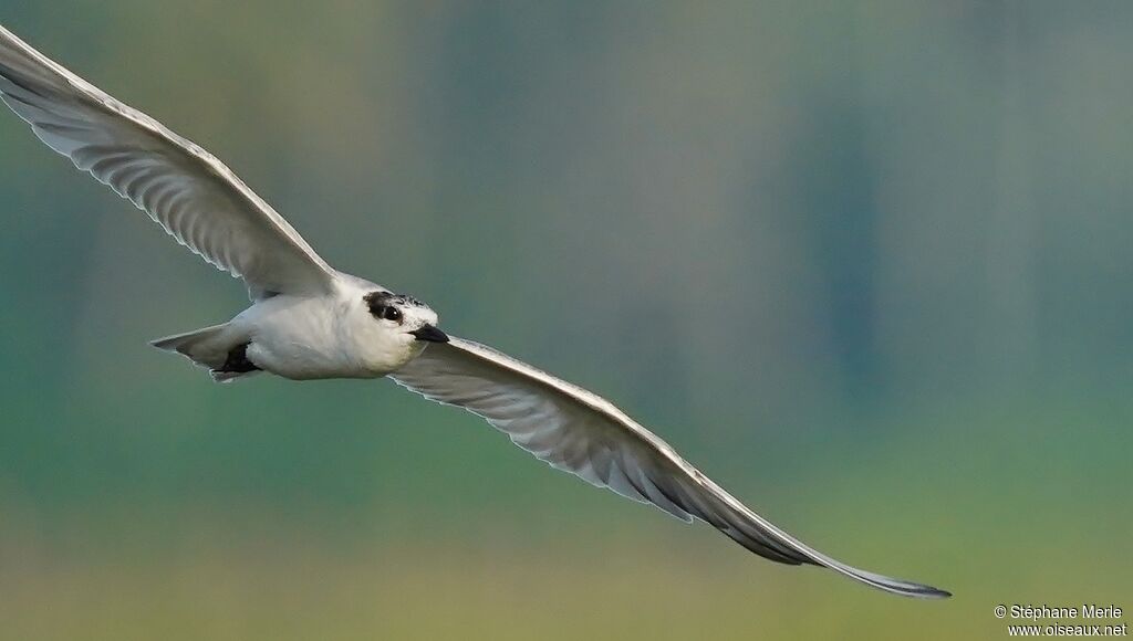 Gull-billed Tern