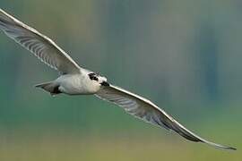 Gull-billed Tern