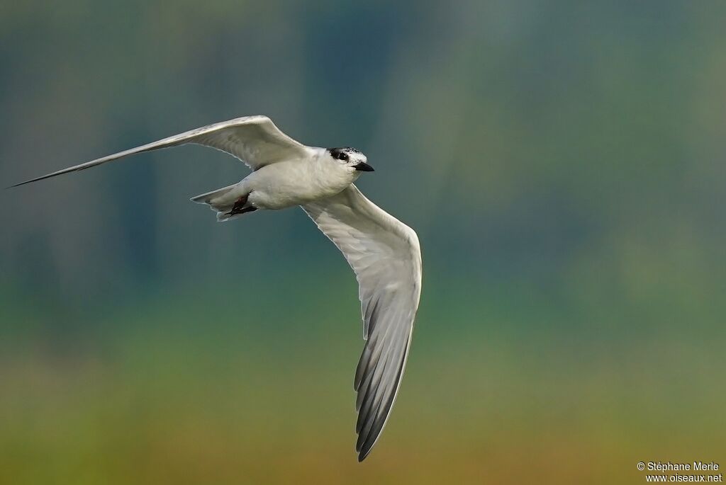 Gull-billed Ternadult post breeding