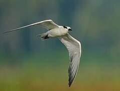 Gull-billed Tern