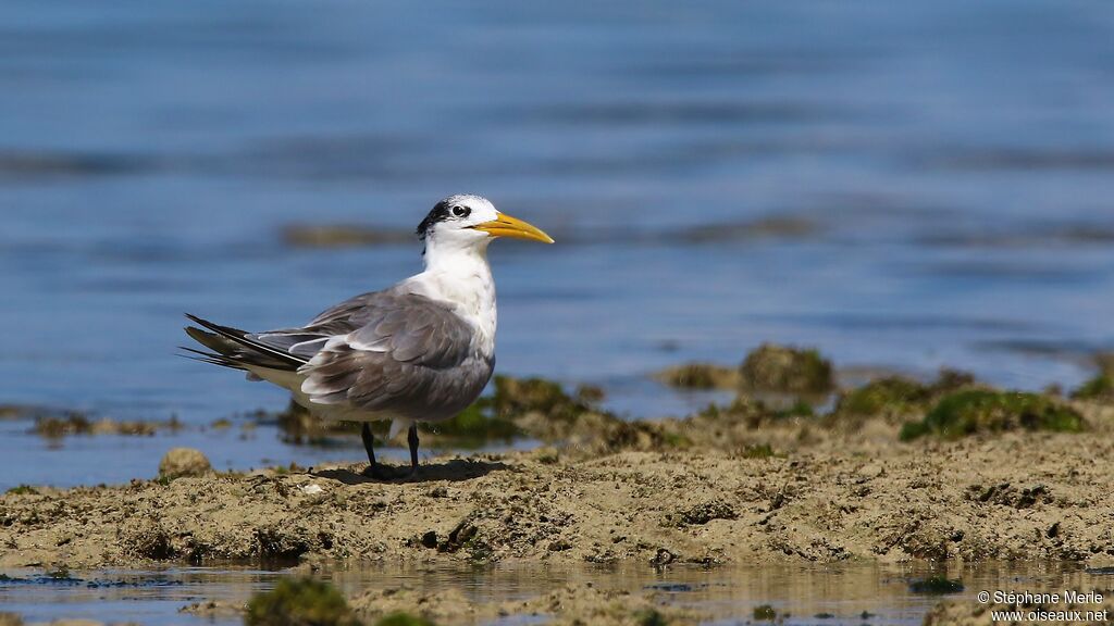 Greater Crested Ternadult post breeding