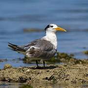 Greater Crested Tern