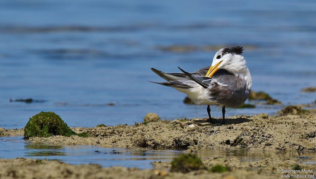 Greater Crested Tern