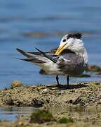 Greater Crested Tern