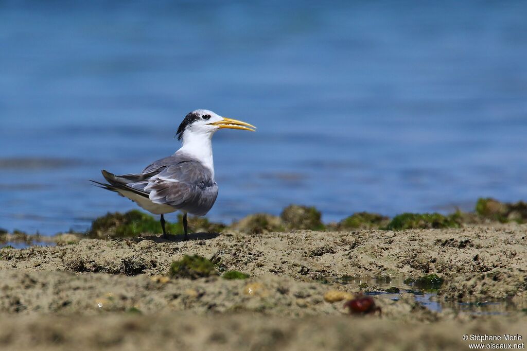 Greater Crested Tern