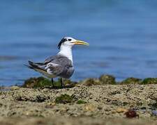 Greater Crested Tern