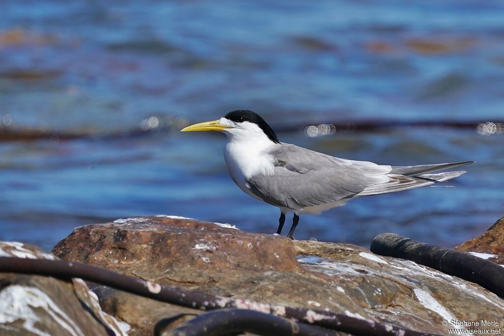 Greater Crested Ternadult