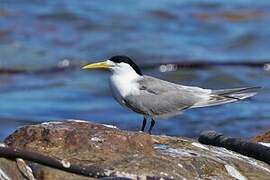 Greater Crested Tern