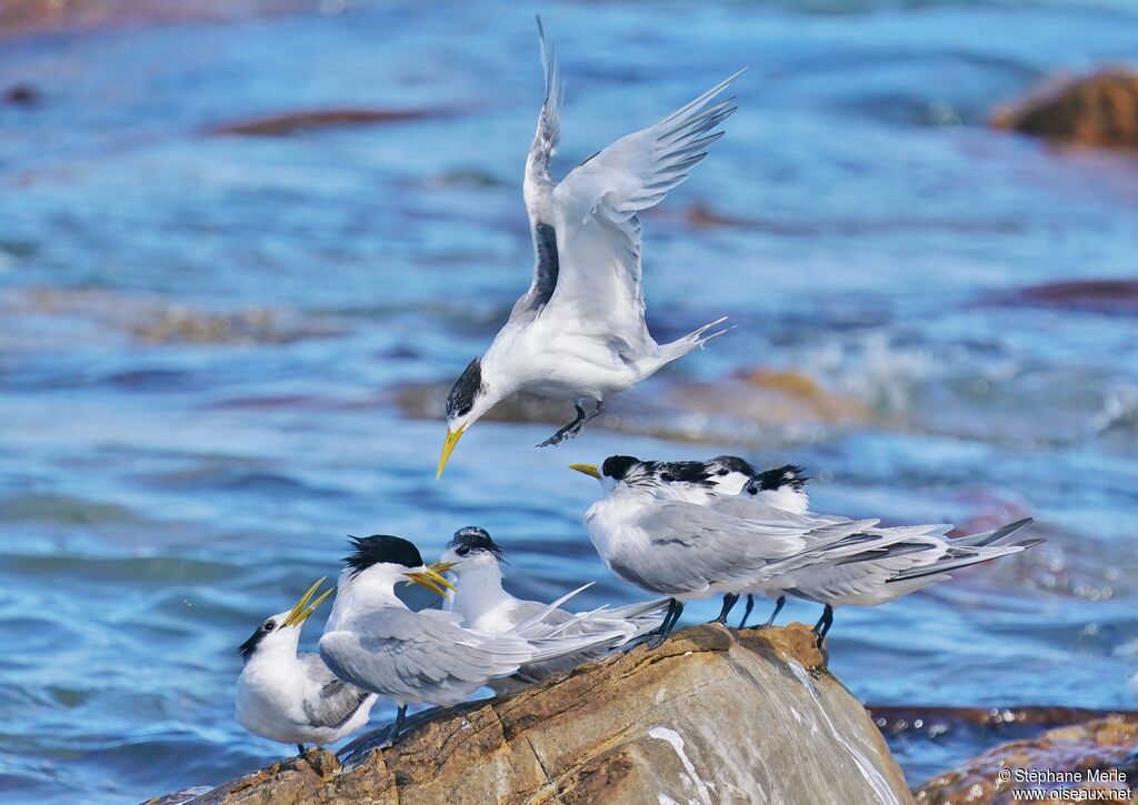 Greater Crested Tern