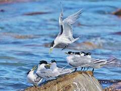 Greater Crested Tern