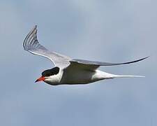 Common Tern