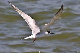 Common Tern