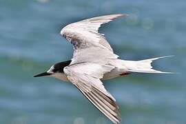 Common Tern