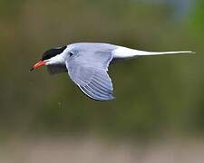 Common Tern