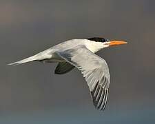 Royal Tern