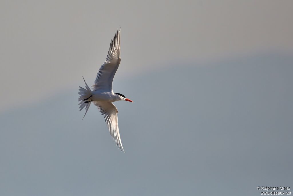 Royal Tern