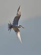 Royal Tern