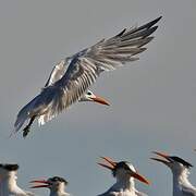 Royal Tern