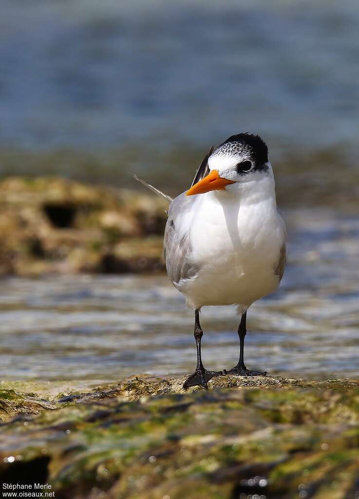 Lesser Crested Ternadult transition, close-up portrait